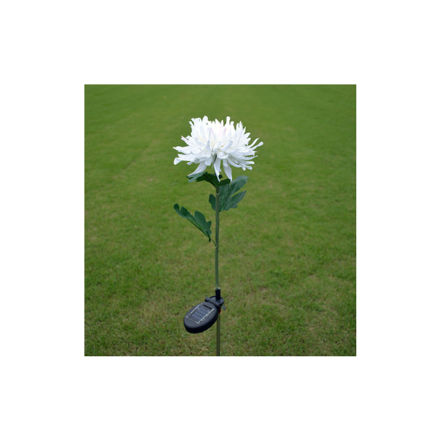 Solas faoi stiúir Bláth Chrysanthemum Stake (ESG16588)