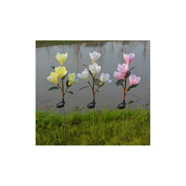 Solas Geallta faoi stiúir Gréine Magnolia Flower (ESG16584)
